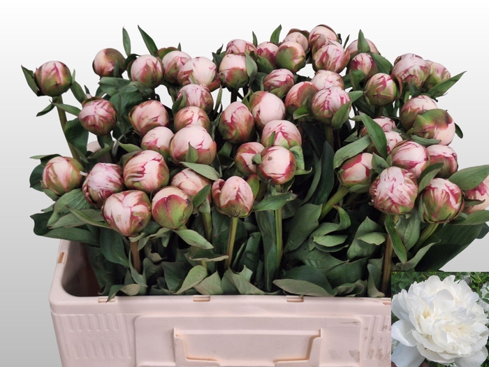 <h4>PAEO L AMALIA OLSON</h4>