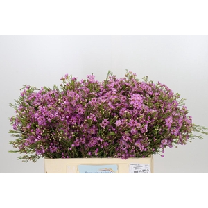 Chamelaucium Niek's Pride