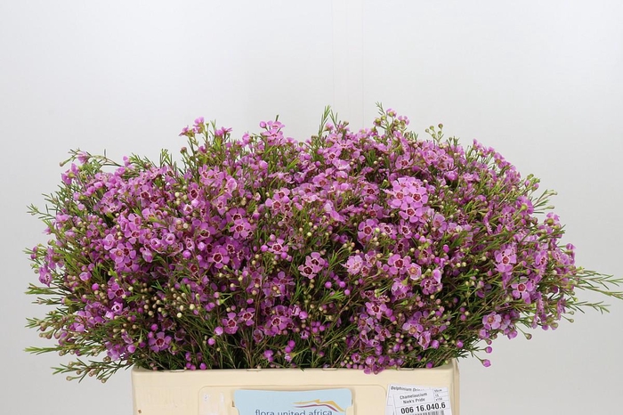 <h4>Chamelaucium Niek's Pride</h4>