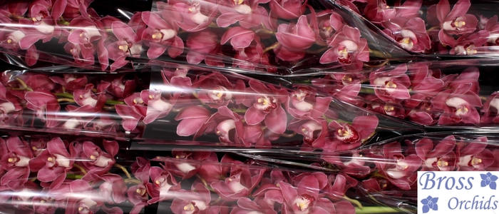 <h4>CYMB T PRINCESS</h4>