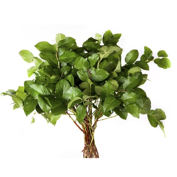 SALAL EXTRA