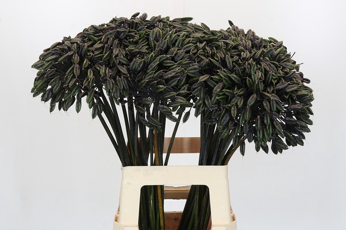 <h4>Agapanthus Seed</h4>