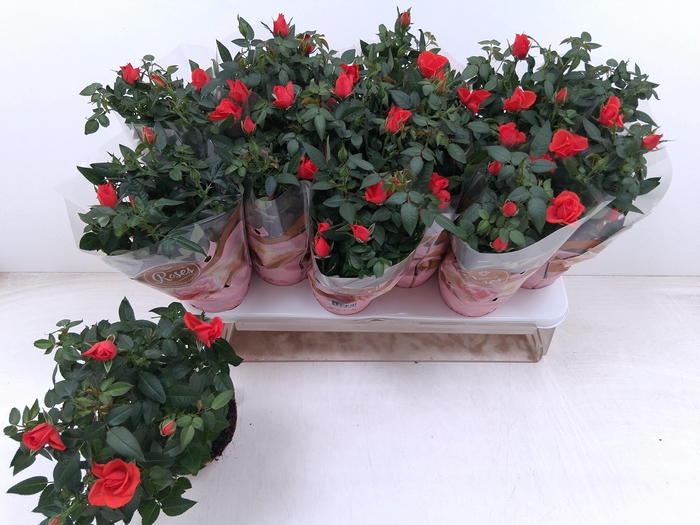 <h4>RO FAV RO ORANGE</h4>