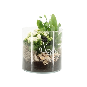 Clematis fargesii