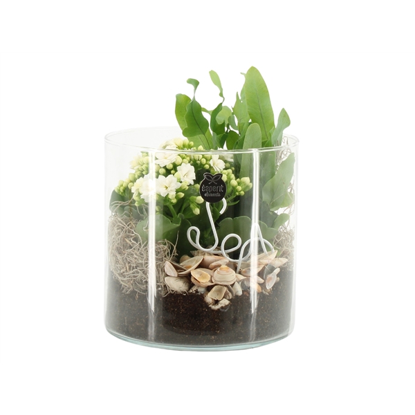 <h4>Clematis fargesii</h4>