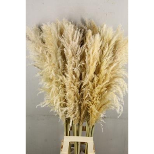 Df Pampas 120cm Natural White