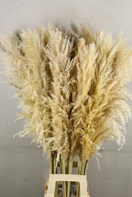 <h4>Df Pampas 120cm Natural White</h4>