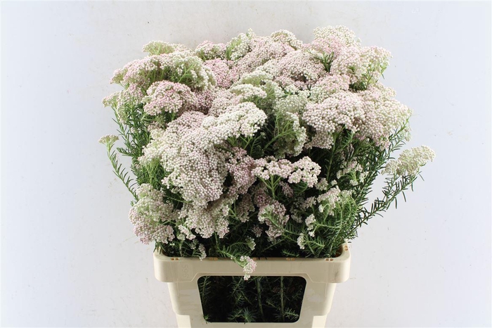 <h4>Ozothamnus Light Pink</h4>