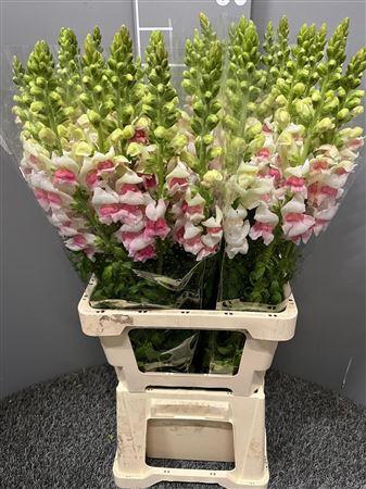 <h4>Antir Poto Appleblossom</h4>