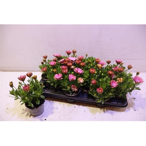 arr8 Osteo Fp Chryst Pink