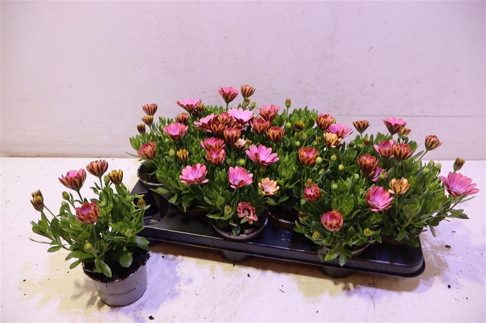 <h4>arr8 Osteo Fp Chryst Pink</h4>