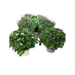 EXACUM OV