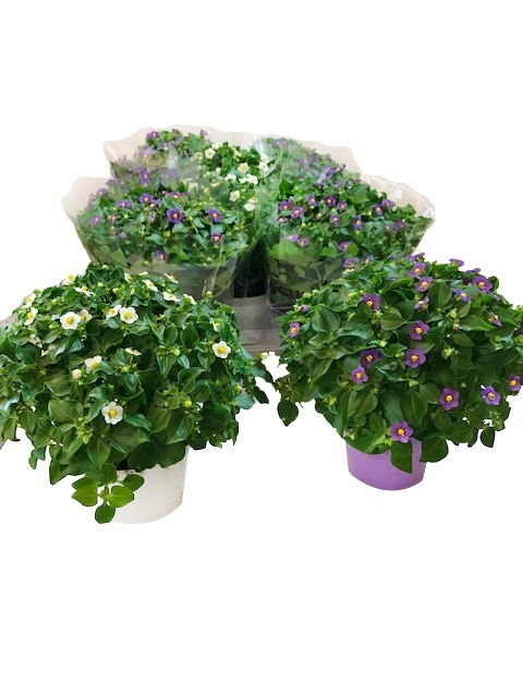 EXACUM OV