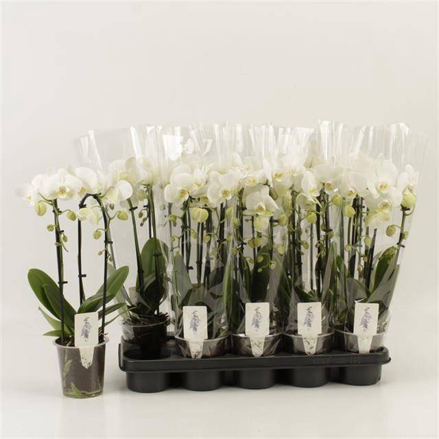 <h4>PHAL EL CASCADE</h4>