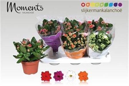 <h4>Kal Ge Gem 4 Kl</h4>