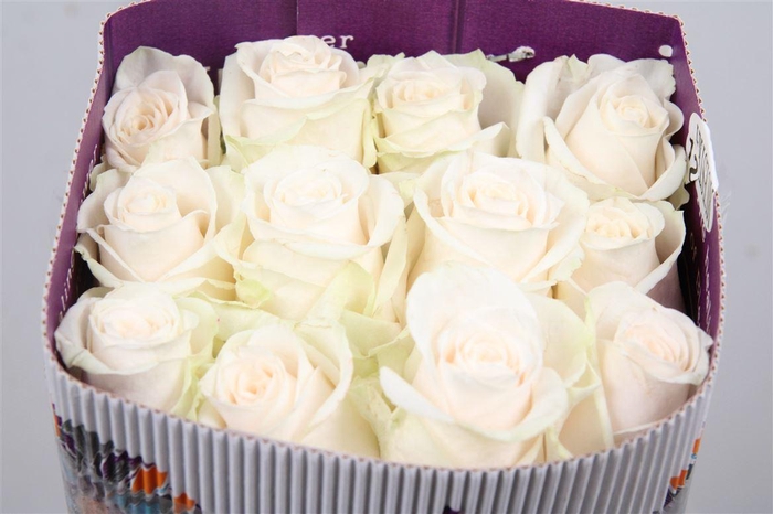 <h4>R Gr Vendela Ec</h4>