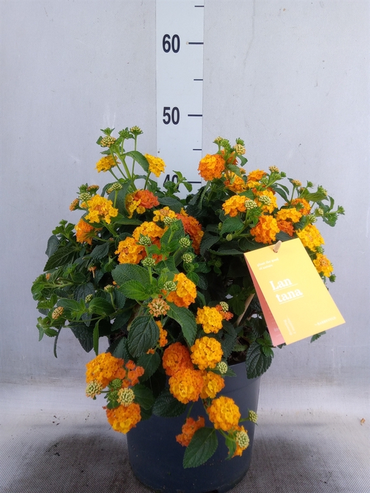<h4>Lantana camara 'Simon Orange'</h4>