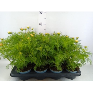 Cosmos bipinnatus 'Sonata White'