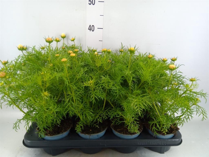 <h4>Cosmos bipinnatus 'Sonata White'</h4>