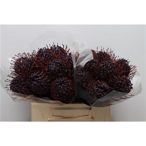 Leuco Klbh Aubergine