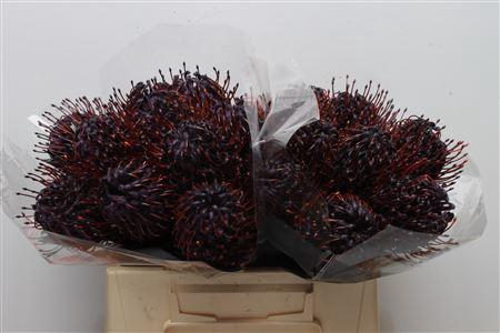 <h4>Leuco Klbh Aubergine</h4>