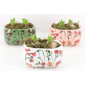 arr4 Hyacint FL - Early springtime ovaal