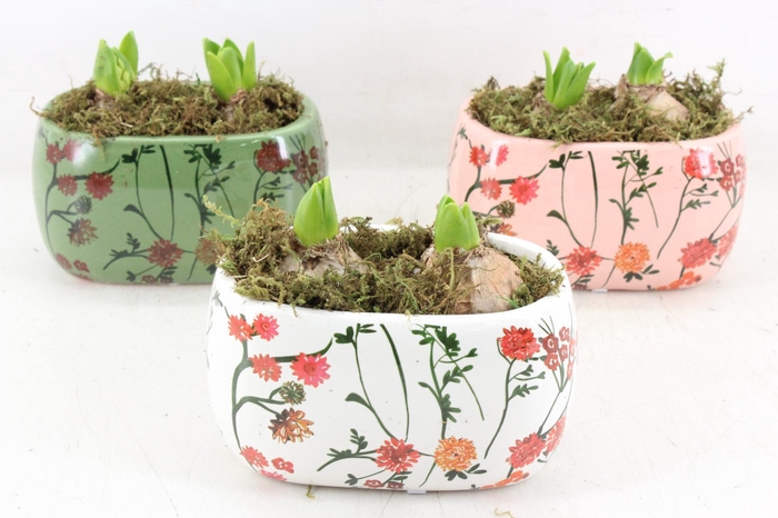 <h4>arr4 Hyacint FL - Early springtime ovaal</h4>