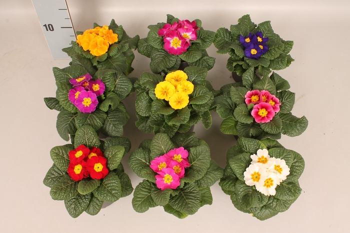 Primula acaulis Divers op kleur 