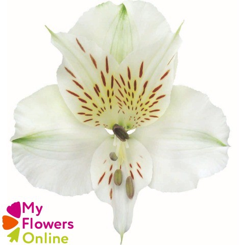 <h4>Alstr Perfection White 80cm CO</h4>