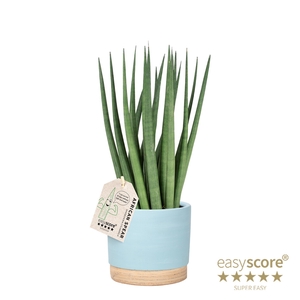 SANSEVIERIA CYLINDRICA P12