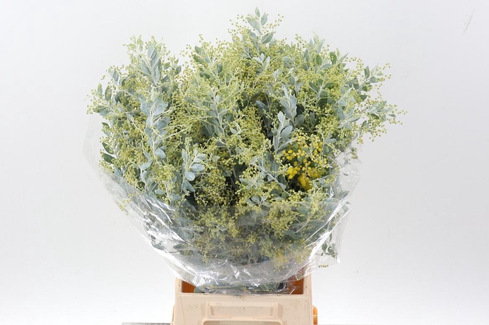 <h4>Acacia Bl Hambury Bs</h4>