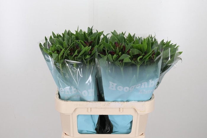 Alstroemeria Rockstar 75 Gram