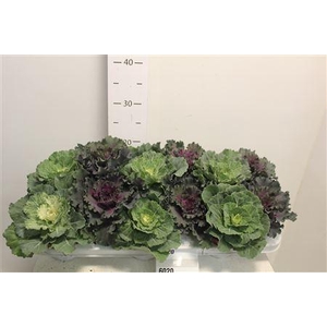Brassica (sierkool)