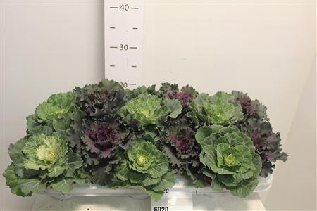 <h4>Brassica (sierkool)</h4>