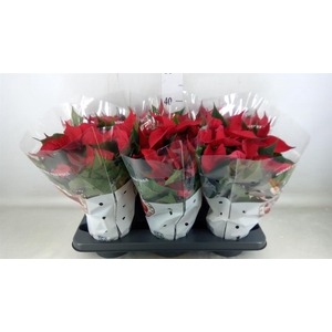 Euphorbia pulc. 'Christ Feel'