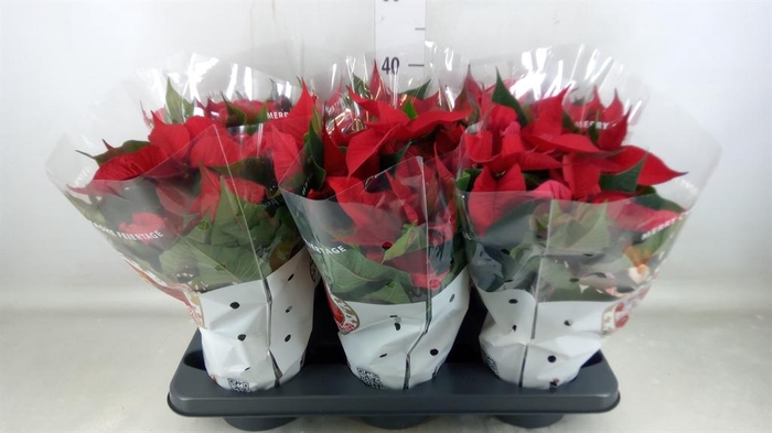 <h4>Euphorbia pulc. 'Christ Feel'</h4>