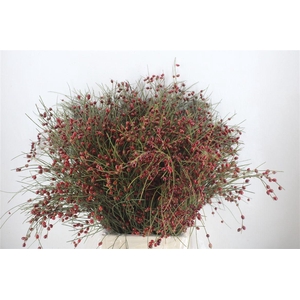 Ginster Berry Red P Bunch