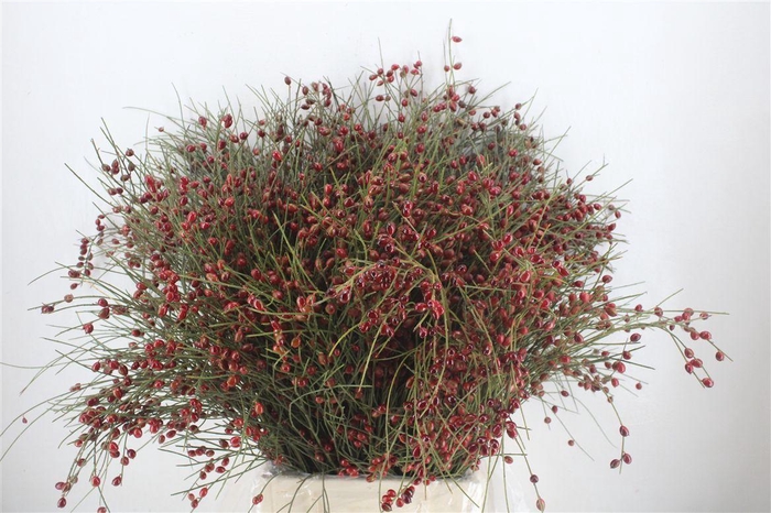 <h4>Ginster Berry Red P Bunch</h4>