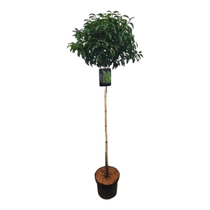 Prunus lus. 'Angustifolia' 120ST