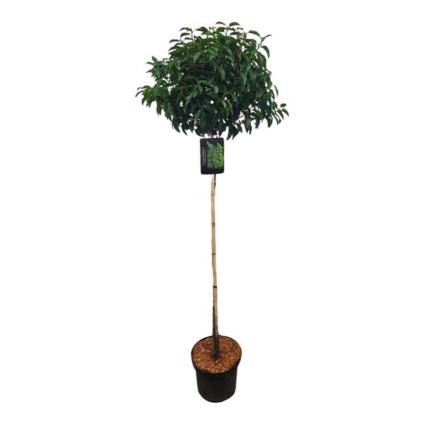 <h4>Prunus lus. 'Angustifolia' 120ST</h4>