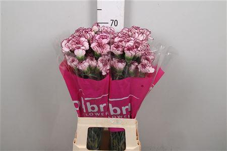 <h4>Di St Damascus</h4>