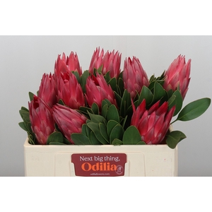 Protea Cynaroides Madiba
