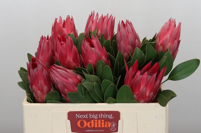 Protea Cynaroides Madiba