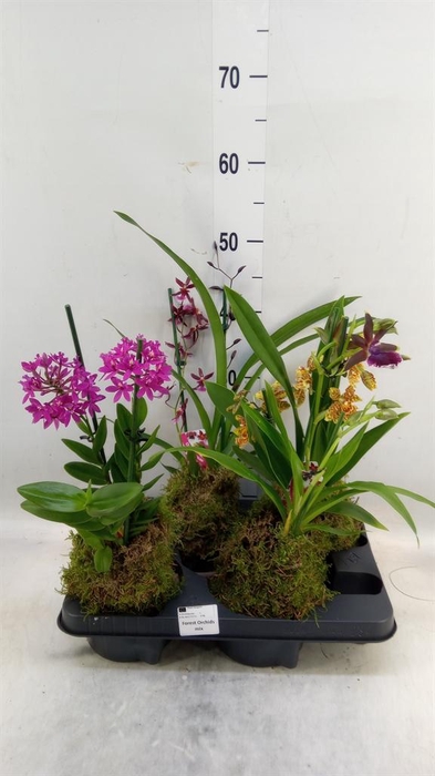 <h4>Orchideeen   ...</h4>