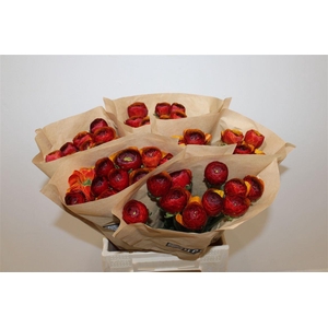 Ran Cloni Ex Brownie