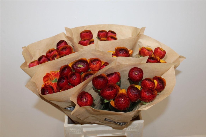 <h4>Ran Cloni Ex Brownie</h4>