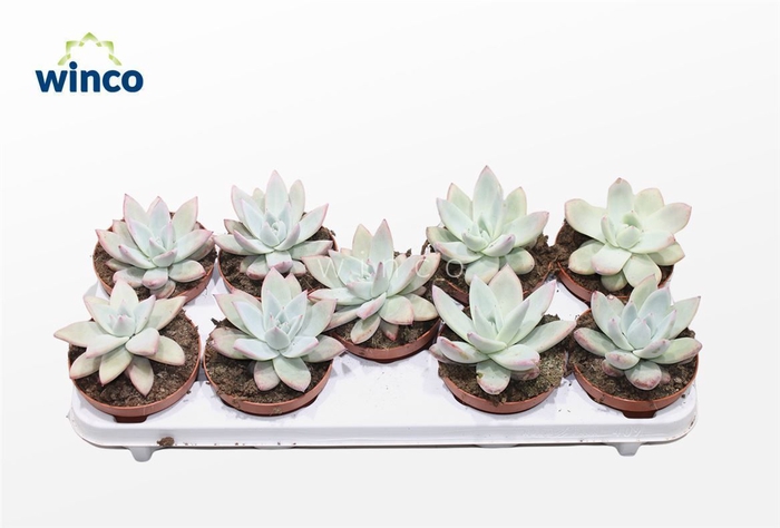 <h4>Echeveria Mexican Giant</h4>