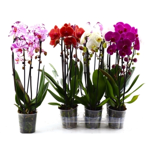 PHAL EL CASCADE