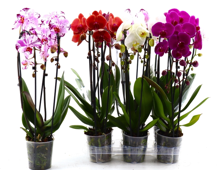 <h4>PHAL EL CASCADE</h4>
