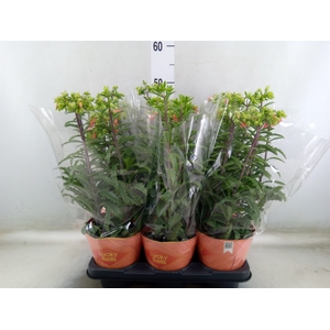 Kalanchoe HG 'Lucky Bells'
